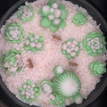 Glass Bloom Bowl